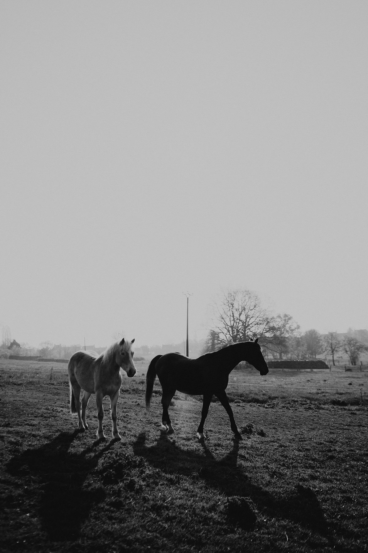 maternity couple session