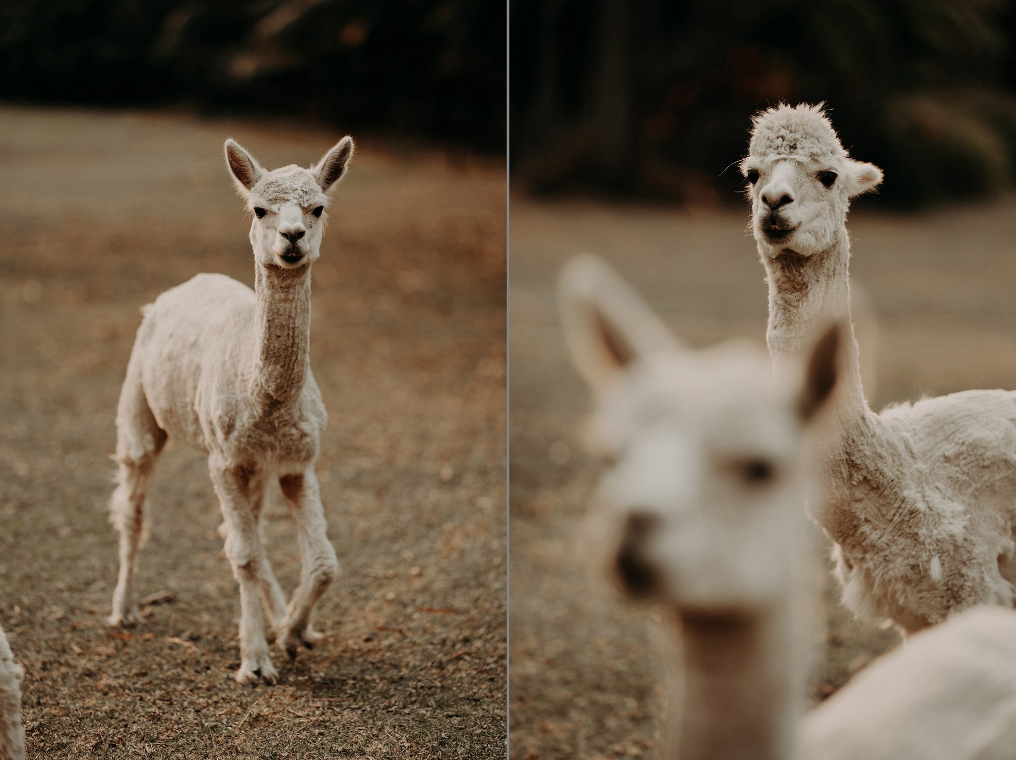 mariage sydney, boho elegant, wedding alpaga